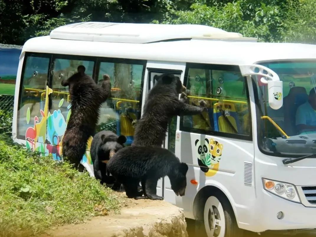 所有郑州人免费了！壹定发观光车带你嗨玩竹海野生动物园！