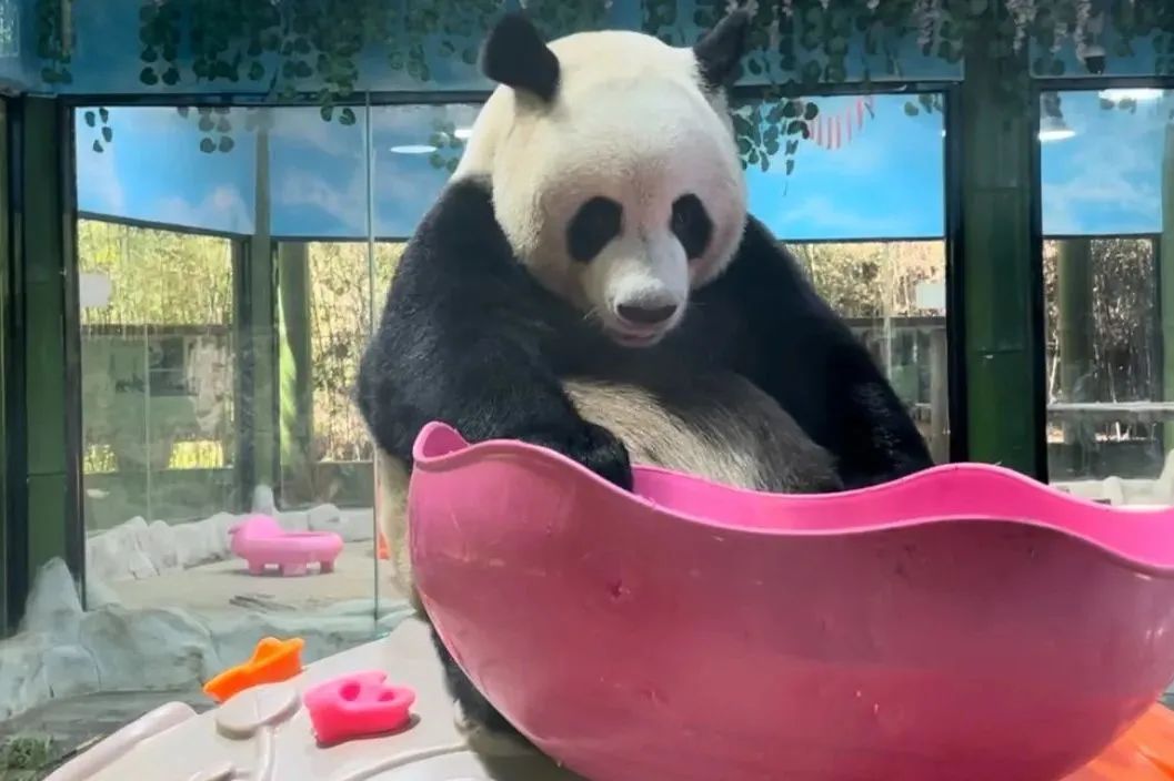 所有郑州人免费了！壹定发观光车带你嗨玩竹海野生动物园！