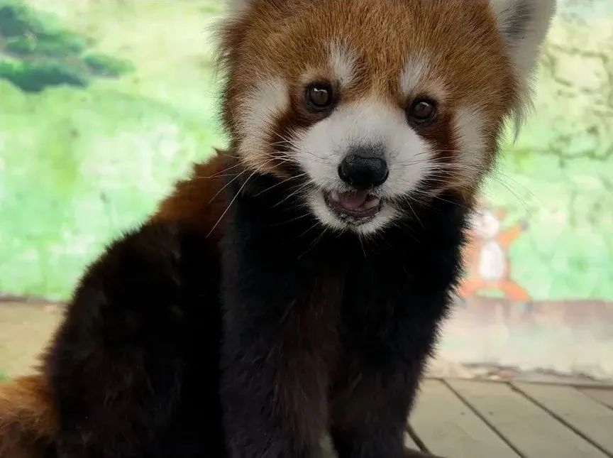 所有郑州人免费了！壹定发观光车带你嗨玩竹海野生动物园！