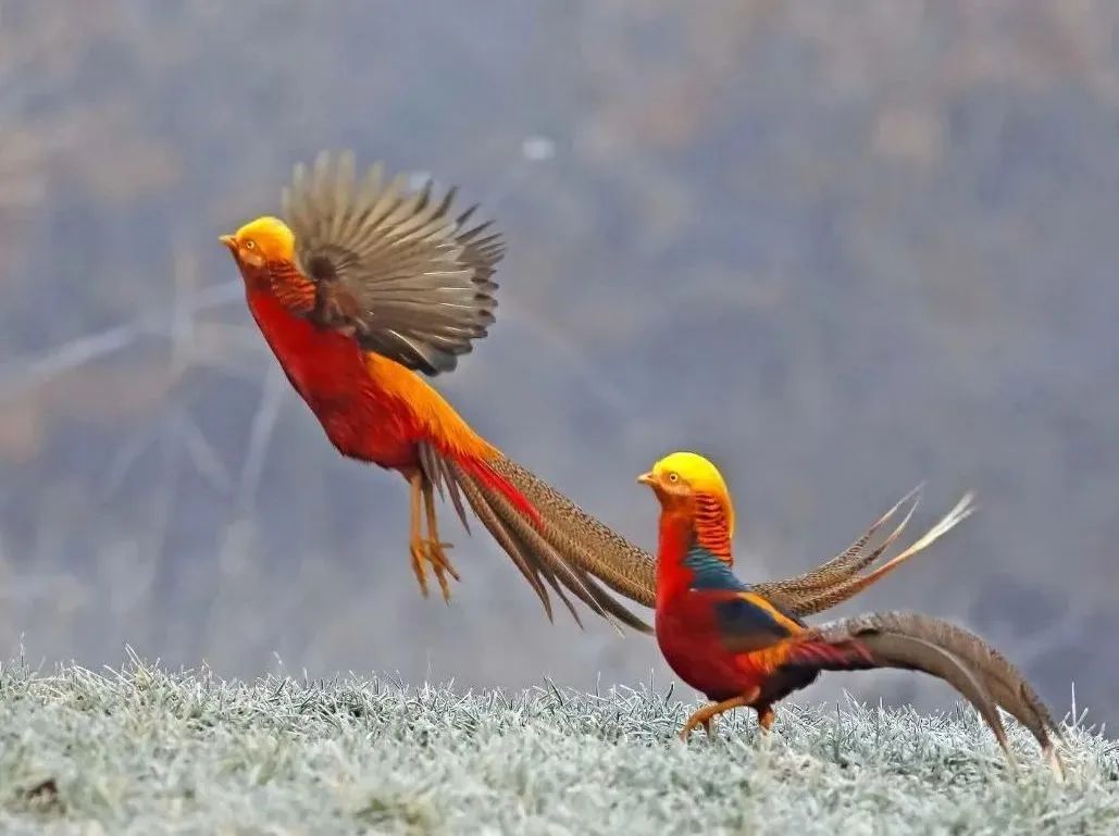 所有郑州人免费了！壹定发观光车带你嗨玩竹海野生动物园！